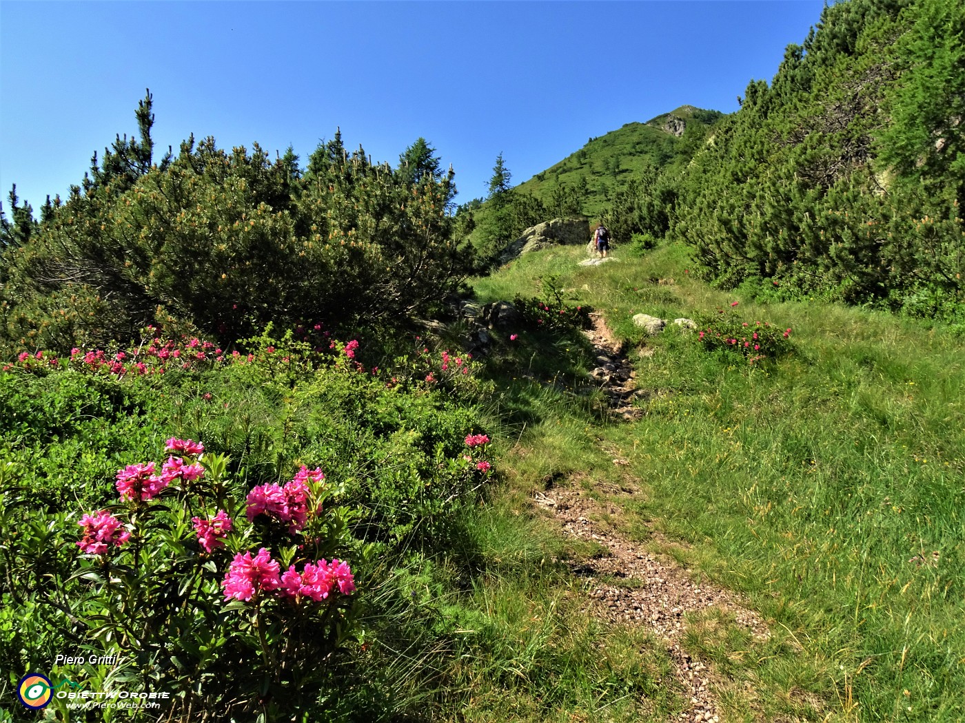 23 Rhododendron ferrugineum (Rododendro rosso) con pini mughi.JPG